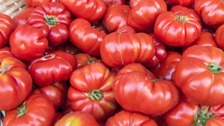 Quel variété de tomate pour sauce ?