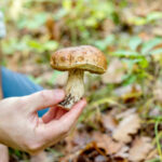 Quelle application gratuite pour reconnaître les champignons ?