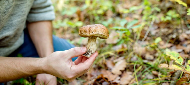 Quelle application gratuite pour reconnaître les champignons ? Quelle application gratuite pour reconnaître les champignons ?