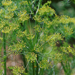 Quelle association avec l'aneth ?