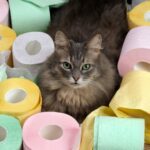 Quelle boisson prendre quand on a la diarrhée ?