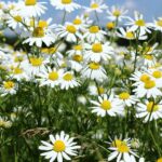 Quelle camomille pour calmer ?