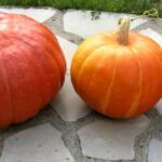 Quelle différence entre la citrouille et le potiron ?