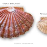 Quelle différence entre la noix de pétoncle et la noix de St-jacques ?