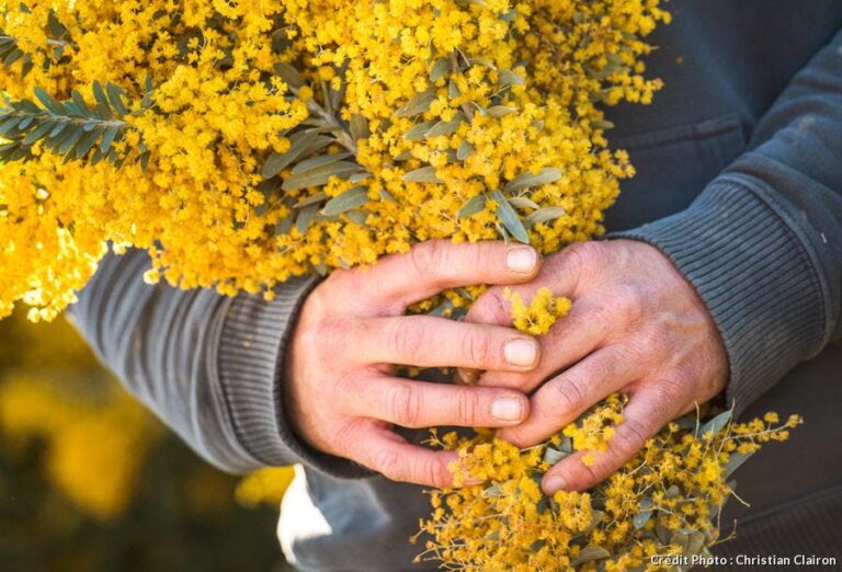 Quelle différence entre l'acacia et le mimosa ?