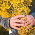 Quelle différence entre l'acacia et le mimosa ?