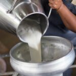 Quelle différence entre le lait pasteurisé et le lait stérilisé ?