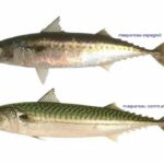 Quelle différence entre le lieu noir et le cabillaud ?