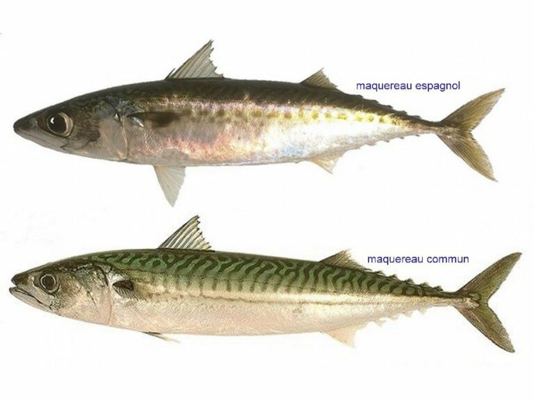 Quelle différence entre le lieu noir et le cabillaud ?