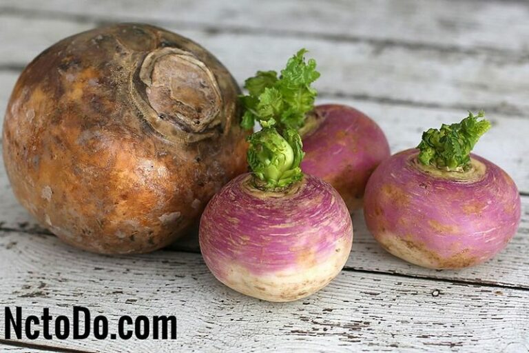 Quelle différence entre le navet et la rave ?