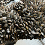 Quelle différence entre les moules de bouchot et les moules de corde ?