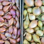 Quelle différence entre oignon et échalote ?