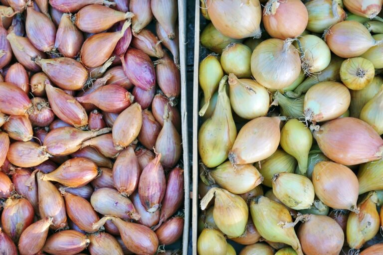 Quelle différence entre oignon et échalote ?