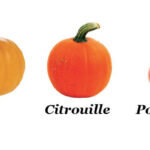 Quelle différence entre potiron et butternut ?