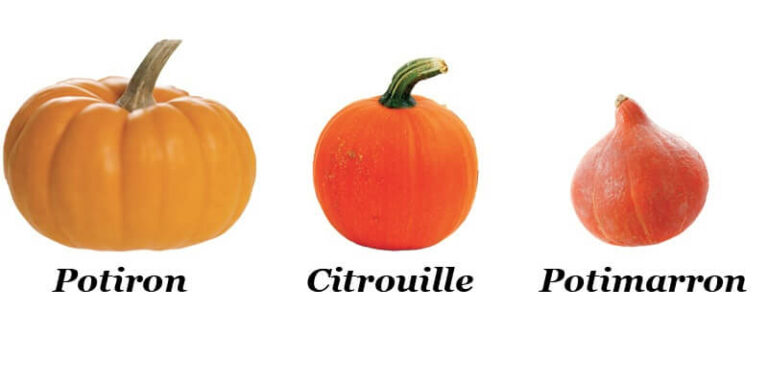 Quelle différence entre potiron et butternut ? Quelle différence entre potiron et butternut ?
