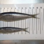 Quelle différence entre sardine et anchois ?