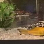 Quelle épice mettre sur poisson ?