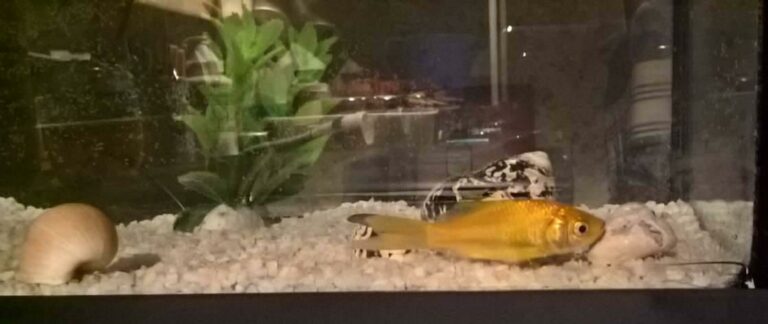 Quelle épice mettre sur poisson ?