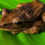 Quelle espèce de grenouille manger ?