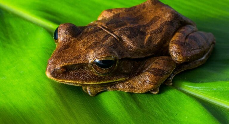 Quelle espèce de grenouille manger ? Quelle espèce de grenouille manger ?