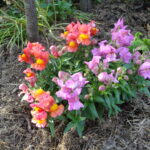 Quelle est cette fleur orange ?