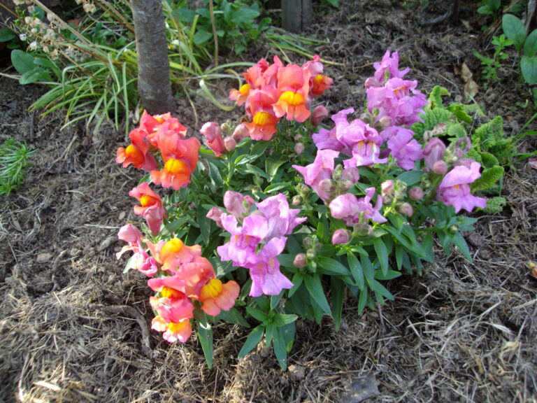 Quelle est cette fleur orange ?