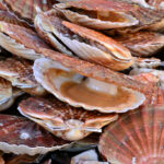 Quelle est la capitale de la coquille Saint-jacques ?