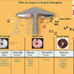 Quelle est la classification du champignon ?