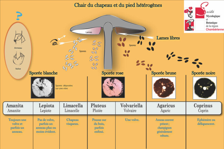 Quelle est la classification du champignon ?