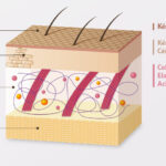 Quelle est la composition de la ricotta ?