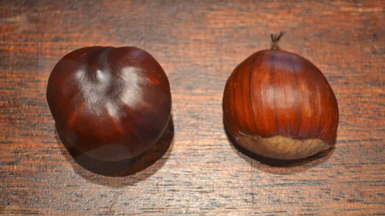 Quelle est la différence entre éplucher et peler ? Quelle est la différence entre éplucher et peler ?