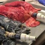 Quelle est la différence entre fumer et Crapoter ?