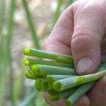 Quelle est la différence entre la cive et la ciboulette ?