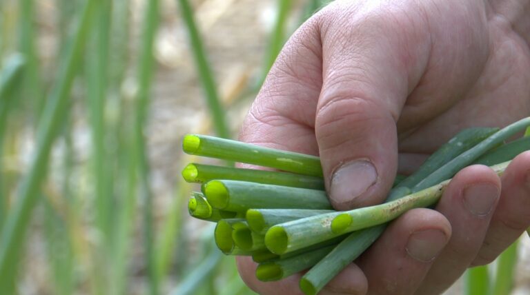 Quelle est la différence entre la cive et la ciboulette ?