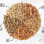 Quelle est la différence entre la farine d'épeautre et la farine de blé ?