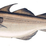 Quelle est la différence entre la morue et le cabillaud ?