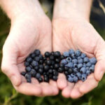 Quelle est la différence entre la myrte et la myrtille ?