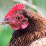 Quelle est la différence entre la poule et le poulet ?