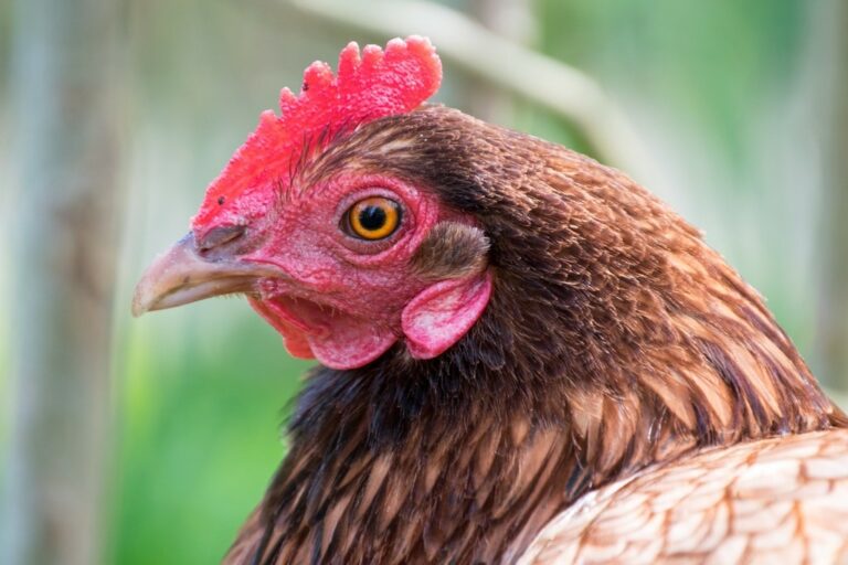 Quelle est la différence entre la poule et le poulet ? Quelle est la différence entre la poule et le poulet ?