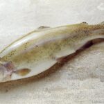 Quelle est la différence entre la truite fumée et le saumon fumé ?