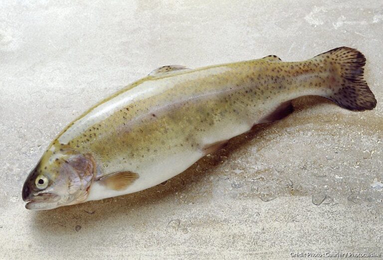 Quelle est la différence entre la truite fumée et le saumon fumé ? Quelle est la différence entre la truite fumée et le saumon fumé ?