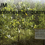 Quelle est la différence entre l'acacia et le robinier ?