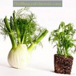 Quelle est la différence entre l'aneth et le fenouil ?