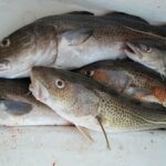 Quelle est la différence entre le cabillaud et le colin ?