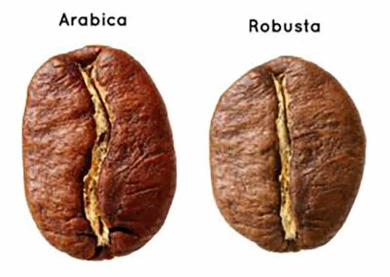 Quelle est la différence entre le café arabica et Robusta ?