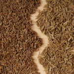 Quelle est la différence entre le carvi et le cumin ?