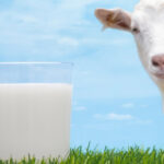 Quelle est la différence entre le lait de chèvre et le lait de brebis ?