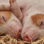 Quelle est la différence entre le porc et le cochon ?