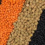 Quelle est la différence entre lentilles vertes et corail ?