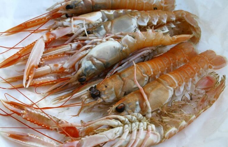 Quelle est la différence entre les crevettes grises et les crevettes roses ?
